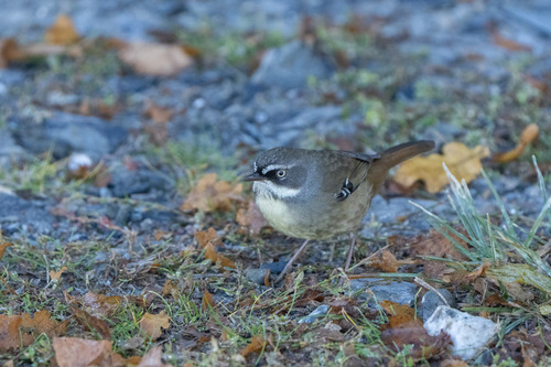 White-browed Scrubwren