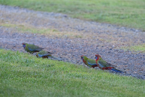 Crimson Rosella