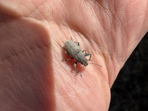 White-fringed weevil