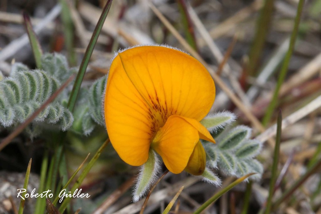 Adesmia villosa