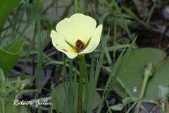 Hydrocleys nymphoides