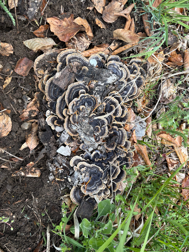 turkey-tail