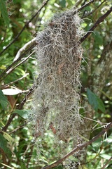 Tillandsia usneoides