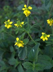 Trigonella corniculata