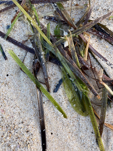 Zostera capricorni observed 2026-05-02
