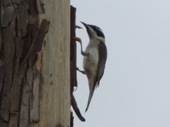 Melithreptus gularis