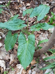 Arum cylindraceum