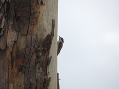 Melithreptus gularis