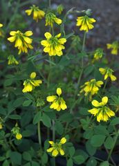 Trigonella corniculata