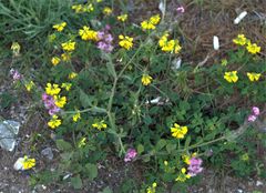 Trigonella corniculata