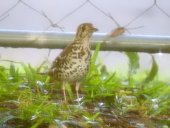Geokichla guttata