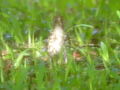 Geokichla guttata