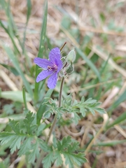 Erodium ciconium, photograph (c) Loïc Chalmandrier, some rights reserved (CC BY)