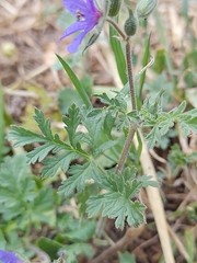 Erodium ciconium, photograph (c) Loïc Chalmandrier, some rights reserved (CC BY)