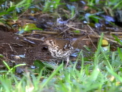 Geokichla guttata