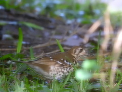 Geokichla guttata
