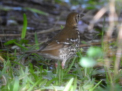 Geokichla guttata