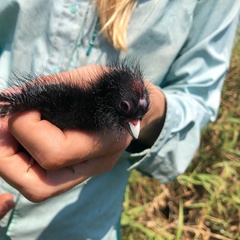 Porphyrio poliocephalus