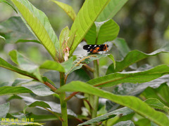 Mimeusemia vilemani