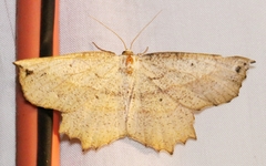 Euchlaena obtusaria