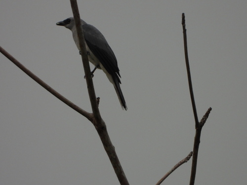 Coracina papuensis