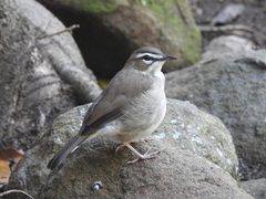 Brown Scrub Robin photo 2