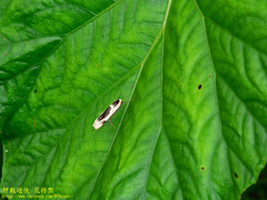 Thysanoptyx incurvata