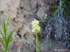 Dactylorhiza insularis