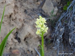 Dactylorhiza insularis