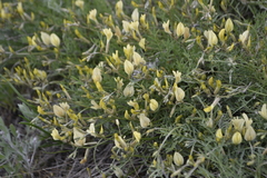 Astragalus ucrainicus