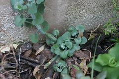 Baculellum articulatum
