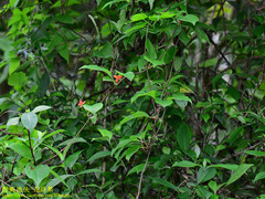 Schisandra arisanensis