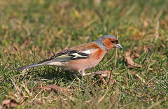 Fringilla coelebs