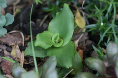 Ledebouria nitida