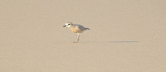 Charadrius marginatus arenaceus