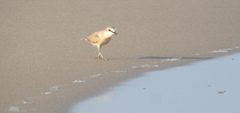 Charadrius marginatus arenaceus
