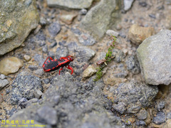 Haematoloecha nigrorufa