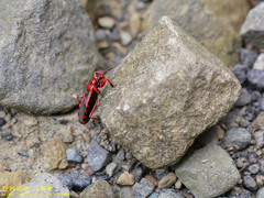 Haematoloecha nigrorufa