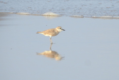 Charadrius marginatus arenaceus