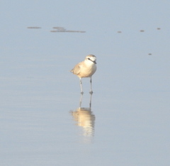 Charadrius marginatus arenaceus