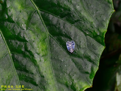 Borysthenes maculatus