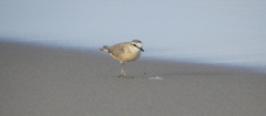 Charadrius marginatus arenaceus