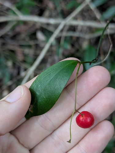 Petermannia cirrosa observed 2026-04-18