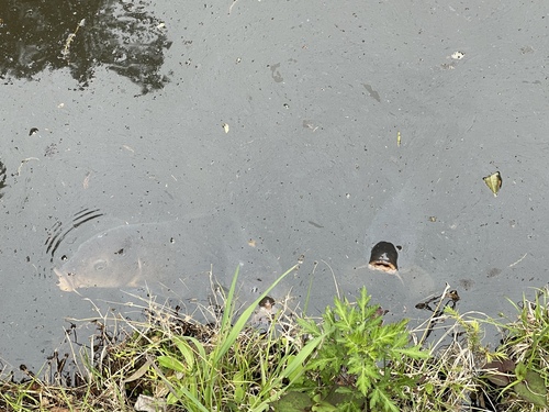Cyprinus carpio