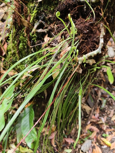Haplopteris flexuosa, photograph 3
