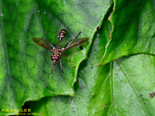 Takaomyia johannis