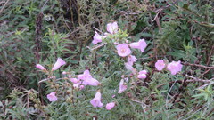 Agalinis genistifolia