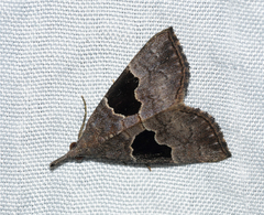 Hypena drucealis