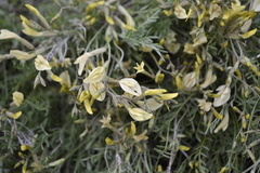 Astragalus ucrainicus