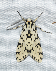 Eucereon tigrata